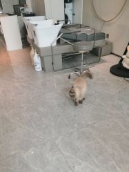 -米娜造型