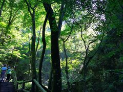 -牛背梁国家森林公园