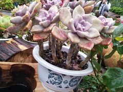 -广东花都香草世界旅游度假区