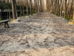 -合肥滨湖国家森林公园