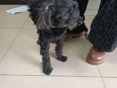 -瑞派·关忠动物医院·猫专科·犬专科(三环新城店)