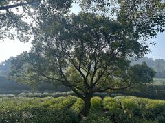 -树山生态村