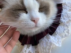 -怪兽屋·羊驼·猫咖·狗咖(俊华广场店)