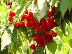 樱桃cai zhai-密云玫瑰情园