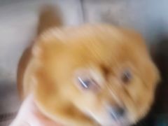 -芭比堂爱心动物医院(柯桥康爱分院)