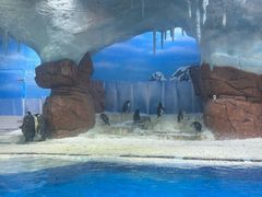 -海合安成都极地海洋公园
