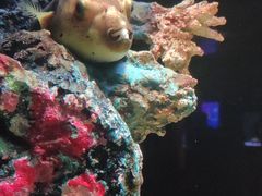 -暹罗海洋世界