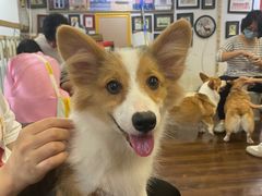 -柯斗斗主题餐厅·狗咖·围炉煮茶·茶饮(国瑞升平里店)