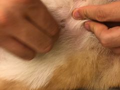 -Oh My Dog宠物沙龙(伊珊娜皮毛护理店)