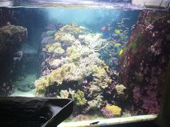 -迪拜水族馆及水下动物园