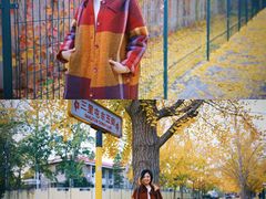 -三里屯东五街银杏大道