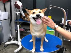 -PETKIT 小佩宠物·低压洗护·美容·寄养(安远店)