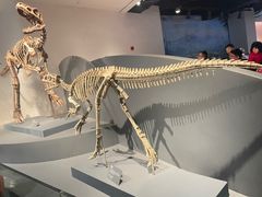 -自贡恐龙博物馆