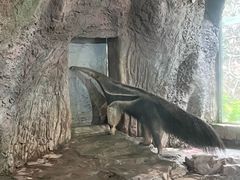-深圳野生动物园