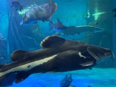 -多彩贵州城极地海洋世界