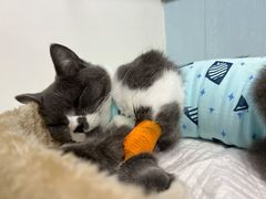 -纳吉亚猫专科动物诊疗中心(蒋宅口分院)