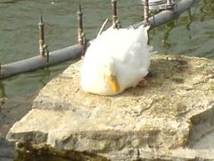 -山东大厦