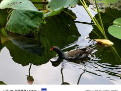 -荔湾湖公园