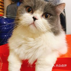 诊所 有个离家很近的宠物医院非常重要,所以我家猫只要有点呕吐拉稀的