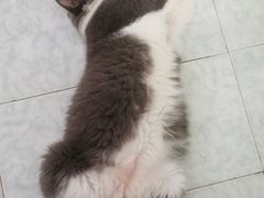 -御宝贝·A梦猫科宠物医院(国际猫友好医院)