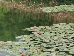 -白鹭湾湿地公园