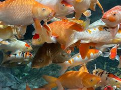 -上海海洋水族馆