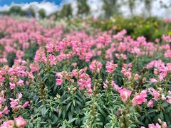 -紫颐香薰山谷景区