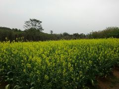 -天适樱花悠乐园