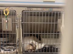 -瑞派康怡24h宠物医院·犬猫医疗中心·微创绝育(瑞景分院)