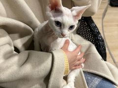 -麒麟缅因猫舍·十五年缅因猫选购中心