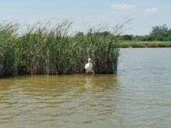 -盐城丹顶鹤湿地生态旅游区