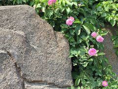 -武清南湖绿博园