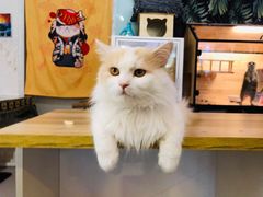 -平行世界·猫咖(首经贸店)