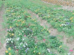 -广东花都香草世界旅游度假区