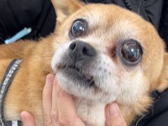 -翊宠yipet猫狗购宠庄园犬舍•猫舍