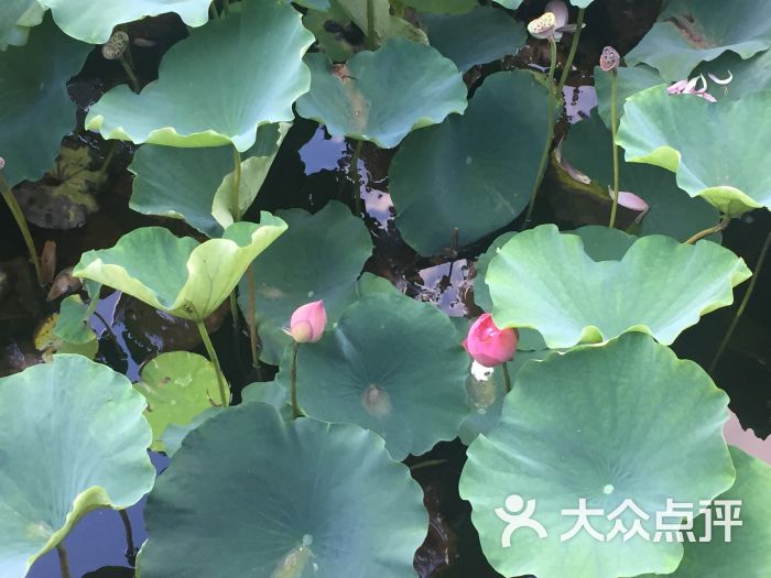 海棠公园-图片-荣昌区周边游-大众点评网
