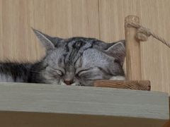 -飞行喵MR PILOT|猫舍·猫咖(静安大融城店)