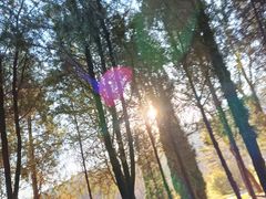 -少林寺欢喜地素斋馆