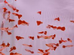 -李村大集