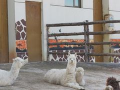 -青藏高原野生动物园