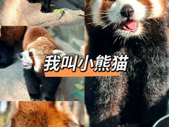 -上海野生动物园