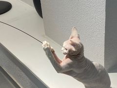 -琪喵猫屋·撸猫猫咖·猫舍