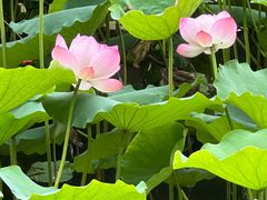 -荔湾湖公园