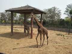 -石家庄市动物园