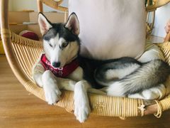 -Husky Go! 哈士奇体验馆·宠物咖啡厅狗咖