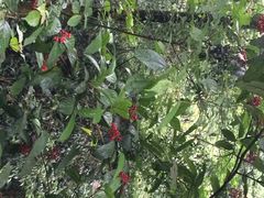 iphone_upload_pic-碧峰峡风景区