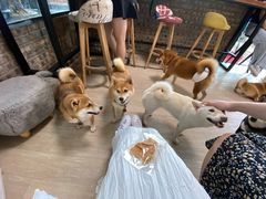 -柴犬高等学院·狗咖·柴犬售卖·宠物训练