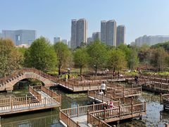-五缘湾湿地公园
