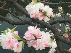 -西湖外事游船(花港观鱼码头)