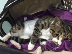 -纳吉亚猫专科动物诊疗中心(蒋宅口分院)